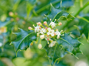 Ilex aquifolium (Aquifoliaceae)  - Houx commun, Houx - Holly Nord [France] 23/04/2020 - 40m