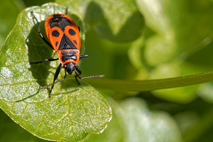 Pyrrhocoris apterus (Pyrrhocoridae)  - Gendarme, Pyrrhocore, Soldat, Suisse - Fire bug Nord [France] 01/04/2020 - 40m