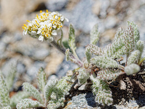 Achillea nana (Asteraceae)  - Achillée naine, Faux génépi Savoie [France] 19/07/2020 - 2790m