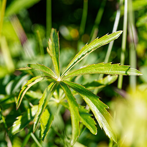 Astrantia minor (Apiaceae)  - Petite Astrance, Sanicle de montagne - Lesser Masterwort Savoie [France] 20/07/2020 - 2260m