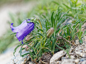 Campanula alpestris (Campanulaceae)  - Campanule alpestre, Campanule des Alpes, Campanule d'Allioni Savoie [France] 21/07/2020 - 2170m