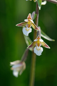 Epipactis palustris (Orchidaceae)  - Épipactis des marais - Marsh Helleborine Savoie [France] 11/07/2020 - 1020m