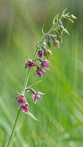 Epipactis x pupplingensis (Orchidaceae)  - Épipactis de PupplingerEpipactis atrorubens x Epipactis palustris. Savoie [France] 11/07/2020 - 1010m