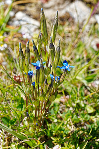 Gentiana nivalis (Gentianaceae)  - Gentiane des neiges - Alpine Gentian Savoie [France] 20/07/2020 - 2130m