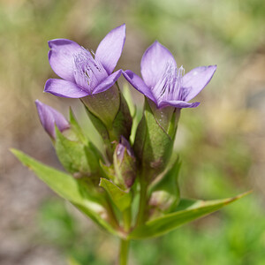 Gentianella campestris (Gentianaceae)  - Gentianelle des champs, Gentiane champêtre - Field Gentian Isere [France] 26/07/2020 - 1560m