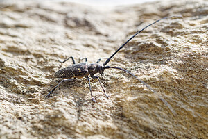 Monochamus sutor (Cerambycidae)  - Monochame cordonnier Savoie [France] 22/07/2020 - 2010m