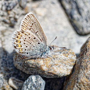 Plebejus idas (Lycaenidae)  - Azuré du Genêt, Argus sagitté, Bleu-violet, Idas Savoie [France] 22/07/2020 - 2010m