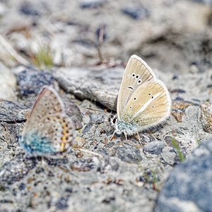 Polyommatus damon (Lycaenidae)  - Sablé du Sainfoin Savoie [France] 22/07/2020 - 2010mA droite (Plebejus idas ? gauche)