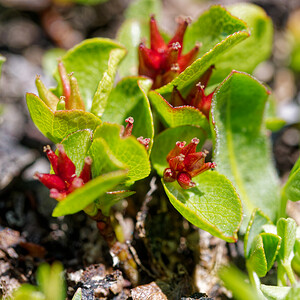 Salix herbacea (Salicaceae)  - Saule herbacé - Dwarf Willow Hautes-Alpes [France] 25/07/2020 - 2650m