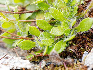 Saxifraga androsacea Saxifrage androsace, Saxifrage fausse androsace