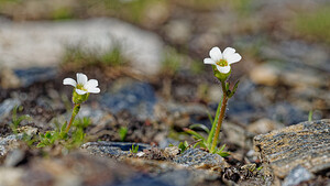 Saxifraga androsacea (Saxifragaceae)  - Saxifrage androsace, Saxifrage fausse androsace Savoie [France] 19/07/2020 - 2780m