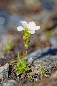 Saxifraga androsacea (Saxifragaceae)  - Saxifrage androsace, Saxifrage fausse androsace Savoie [France] 19/07/2020 - 2780m