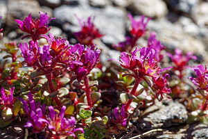Saxifraga biflora (Saxifragaceae)  - Saxifrage à deux fleurs, Saxifrage à fleurs par deux Savoie [France] 19/07/2020 - 2800m