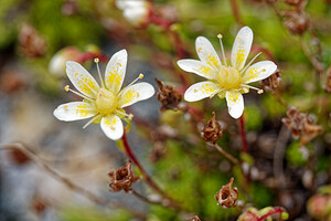 Saxifraga bryoides (Saxifragaceae)  - Saxifrage faux bryum, Saxifrage d'Auvergne Savoie [France] 15/07/2020 - 2780m