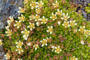 Saxifraga bryoides (Saxifragaceae)  - Saxifrage faux bryum, Saxifrage d'Auvergne Savoie [France] 15/07/2020 - 2780m