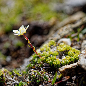 Saxifraga bryoides (Saxifragaceae)  - Saxifrage faux bryum, Saxifrage d'Auvergne Savoie [France] 23/07/2020 - 2740m