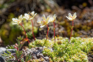 Saxifraga bryoides (Saxifragaceae)  - Saxifrage faux bryum, Saxifrage d'Auvergne Hautes-Alpes [France] 25/07/2020 - 2660m