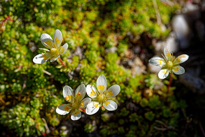 Saxifraga bryoides (Saxifragaceae)  - Saxifrage faux bryum, Saxifrage d'Auvergne Hautes-Alpes [France] 25/07/2020 - 2620m
