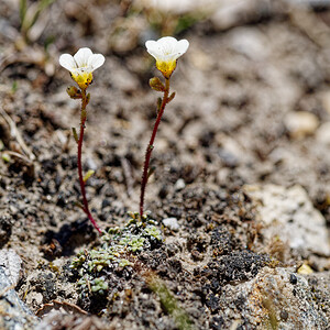 Saxifraga caesia (Saxifragaceae)  - Saxifrage glauque, Saxifrage bleue, Saxifrage bleuâtre Savoie [France] 23/07/2020 - 2540m