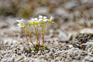 Saxifraga caesia (Saxifragaceae)  - Saxifrage glauque, Saxifrage bleue, Saxifrage bleuâtre Savoie [France] 23/07/2020 - 2540m