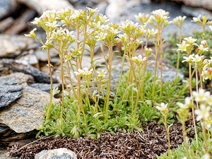 Saxifraga exarata (Saxifragaceae)  - Saxifrage sillonnée, Saxifrage faux orpin Savoie [France] 15/07/2020 - 2790m