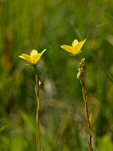 Saxifraga hirculus (Saxifragaceae)  - Saxifrage oeil-de-bouc, Saxifrage dorée - Marsh Saxifrage District du Jura-Nord vaudois [Suisse] 27/07/2020 - 1330m