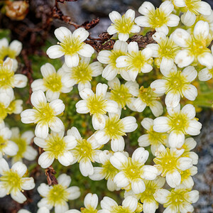 Saxifraga muscoides (Saxifragaceae)  - Saxifrage fausse mousse Savoie [France] 15/07/2020 - 2780m