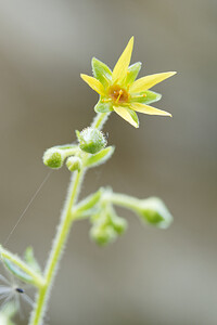 Saxifraga mutata (Saxifragaceae)  - Saxifrage variable Isere [France] 12/07/2020 - 1200m