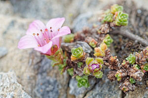 Saxifraga oppositifolia (Saxifragaceae)  - Saxifrage à feuilles opposées, Saxifrage glanduleuse - Purple Saxifrage Savoie [France] 15/07/2020 - 2760m