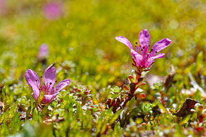 Saxifraga oppositifolia (Saxifragaceae)  - Saxifrage à feuilles opposées, Saxifrage glanduleuse - Purple Saxifrage Savoie [France] 19/07/2020 - 2780m