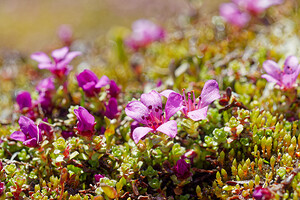 Saxifraga oppositifolia (Saxifragaceae)  - Saxifrage à feuilles opposées, Saxifrage glanduleuse - Purple Saxifrage Savoie [France] 19/07/2020 - 2780m
