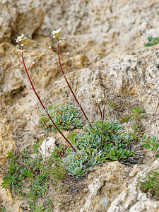 Saxifraga paniculata (Saxifragaceae)  - Saxifrage paniculée, Saxifrage aizoon - Livelong Saxifrage Savoie [France] 21/07/2020 - 2210m