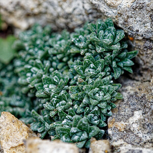 Saxifraga valdensis (Saxifragaceae)  - Saxifrage du Pays de Vaud Savoie [France] 21/07/2020 - 2220m