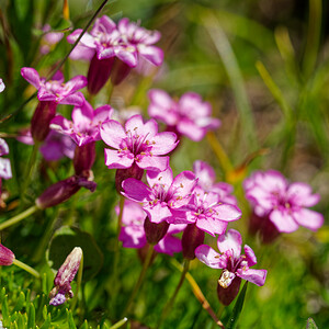 Silene acaulis subsp. acaulis (Caryophyllaceae)  - Silène acaule Savoie [France] 17/07/2020 - 2300m