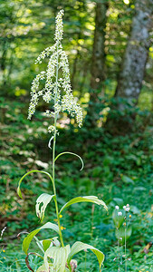 Veratrum album (Melanthiaceae)  - Vératre blanc, Varaire, Varaire blanc - Giant False-helleborine Savoie [France] 11/07/2020 - 1070m