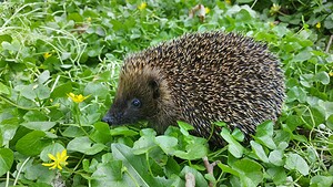 Erinaceus europaeus (Erinaceidae)  - Hérisson d'Europe - West European Hedgehog Nord [France] 28/04/2021 - 80m