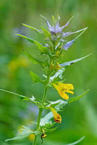 Melampyrum catalaunicum (Orobanchaceae)  - Mélampyre de Catalogne, Mélampyre du Pays de Vaud Savoie [France] 29/06/2022 - 850m