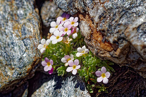 Androsace alpina (Primulaceae)  - Androsace des Alpes Savoie [France] 08/07/2022 - 2730m