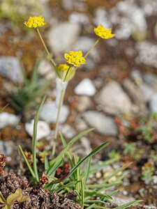 Bupleurum ranunculoides subsp. ranunculoides (Apiaceae)  - Buplèvre fausse renoncule Savoie [France] 02/07/2022 - 1960m