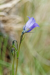 Campanula scheuchzeri (Campanulaceae)  - Campanule de Scheuchzer Savoie [France] 02/07/2022 - 1960m