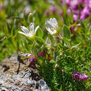 Cerastium uniflorum (Caryophyllaceae)  - Céraiste uniflore, Céraiste des glaciers, Céraiste à une fleur Savoie [France] 08/07/2022 - 2740m