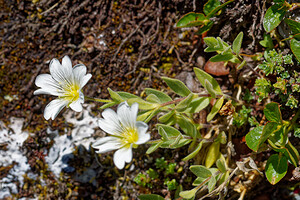 Cerastium uniflorum (Caryophyllaceae)  - Céraiste uniflore, Céraiste des glaciers, Céraiste à une fleur Savoie [France] 08/07/2022 - 2730m