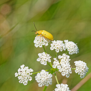 Cteniopus sulphureus (Tenebrionidae)  - Allécule citron - Sulphur Beetle Savoie [France] 05/07/2022 - 230m