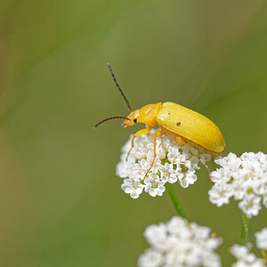 Cteniopus sulphureus (Tenebrionidae)  - Allécule citron - Sulphur Beetle Savoie [France] 05/07/2022 - 230m