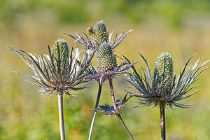 Eryngium alpinum (Apiaceae)  - Panicaut des Alpes, Chardon des Alpes Hautes-Alpes [France] 14/07/2022 - 1570m