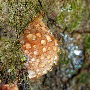 Fomitopsis pinicola (Fomitopsidaceae)  - Polypore marginé Isere [France] 10/07/2022 - 1500m