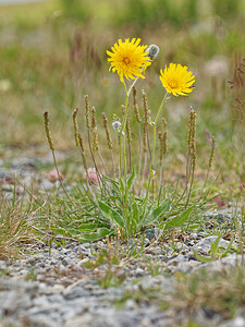 Hieracium leiopogon (Asteraceae)  - Épervière Turin [Italie] 02/07/2022 - 1970m