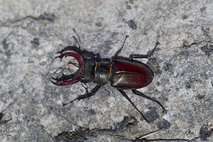 Lucanus cervus (Lucanidae)  - Cerf-volant (mâle), Biche (femelle), Lucane, Lucane cerf-volant - Stag Beetle Savoie [France] 07/07/2022 - 410m