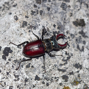 Lucanus cervus (Lucanidae)  - Cerf-volant (mâle), Biche (femelle), Lucane, Lucane cerf-volant - Stag Beetle Savoie [France] 07/07/2022 - 420m
