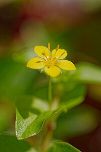 Lysimachia nemorum (Primulaceae)  - Lysimaque des bois, Mouron jaune - Yellow Pimpernel Savoie [France] 06/07/2022 - 980m